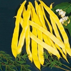 Price: €2.2 - Graines de Haricots 'Bush Blue Lake' - 
