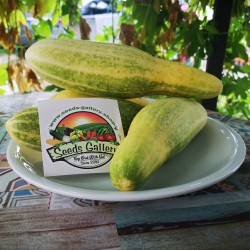 Price: €1.65 - Semillas de pepino ruso Murom - Seeds Gallery