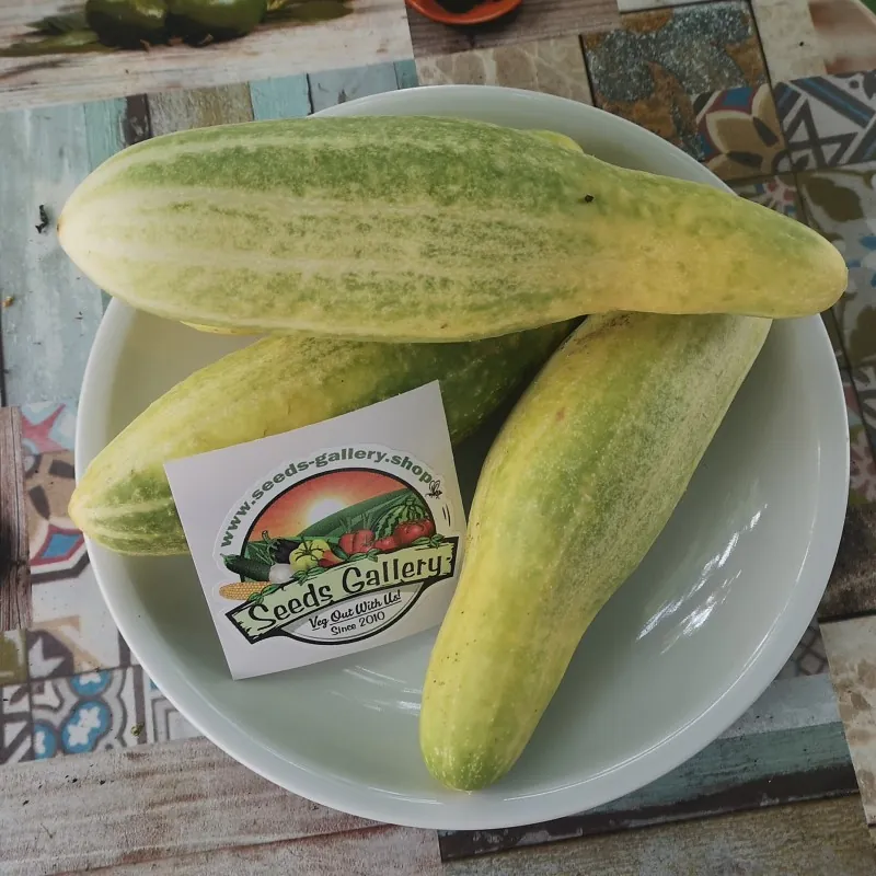 Russian Murom cucumber seeds