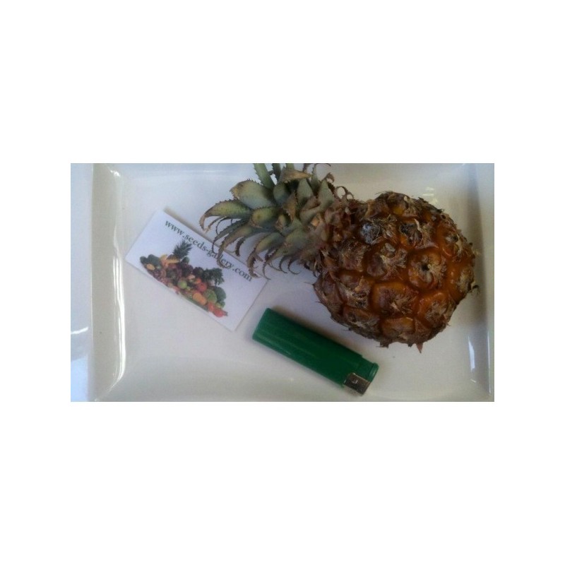 Price: €3 - Semi di Ananas nanus "ananas miniatura" - 