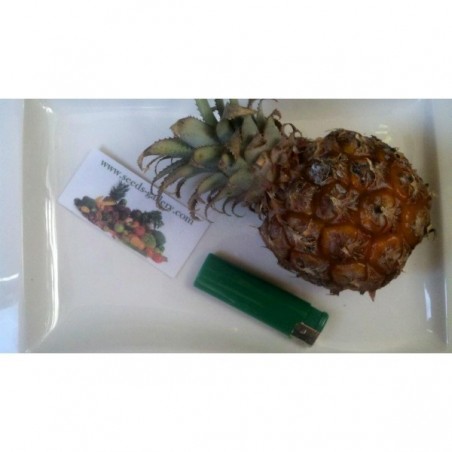 Price: €3 - Graines Ananas Miniature - Ananas nanus -
