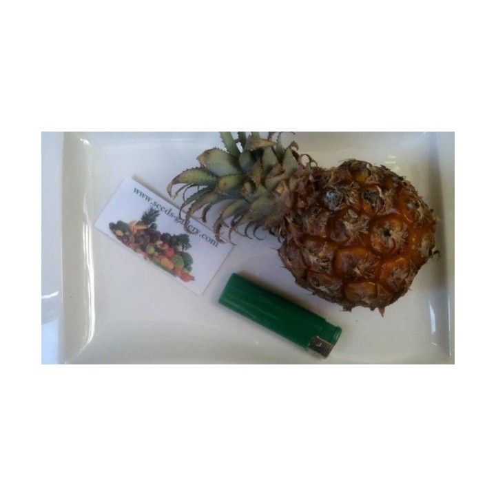 Ananas nanus Miniature Pineapple Seeds - 351.868725
