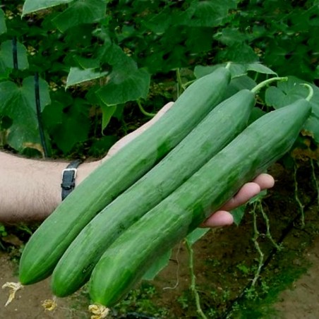 Price: €1.95 - Lungo Verde degli Ortolani Gurkensamen -