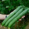 Price: €1.95 - Lungo Verde degli Ortolani Gurkensamen - 