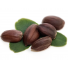 Price: €4.75 - Jojoba Samen (Simmondsia chinensis) - 