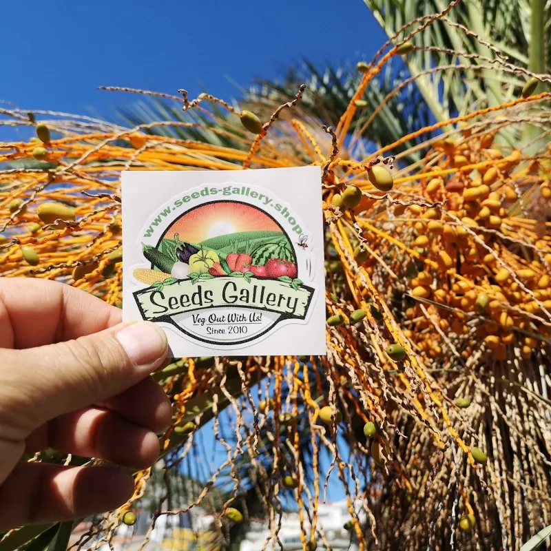 Canary Island Date Palm Seeds (Phoenix canariensis)