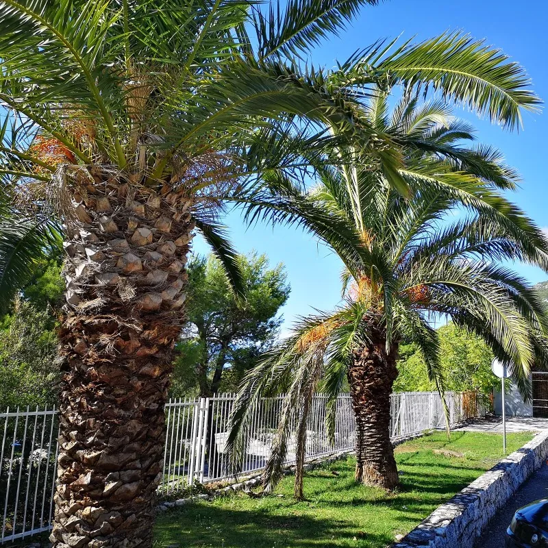 Graines Dattier des Canaries ou Palmier des Canaries