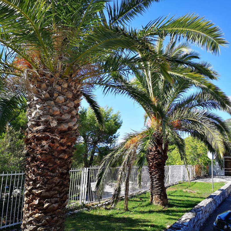 Price: €2.75 - Semillas de Palmera Canaria o Palma Canaria - 