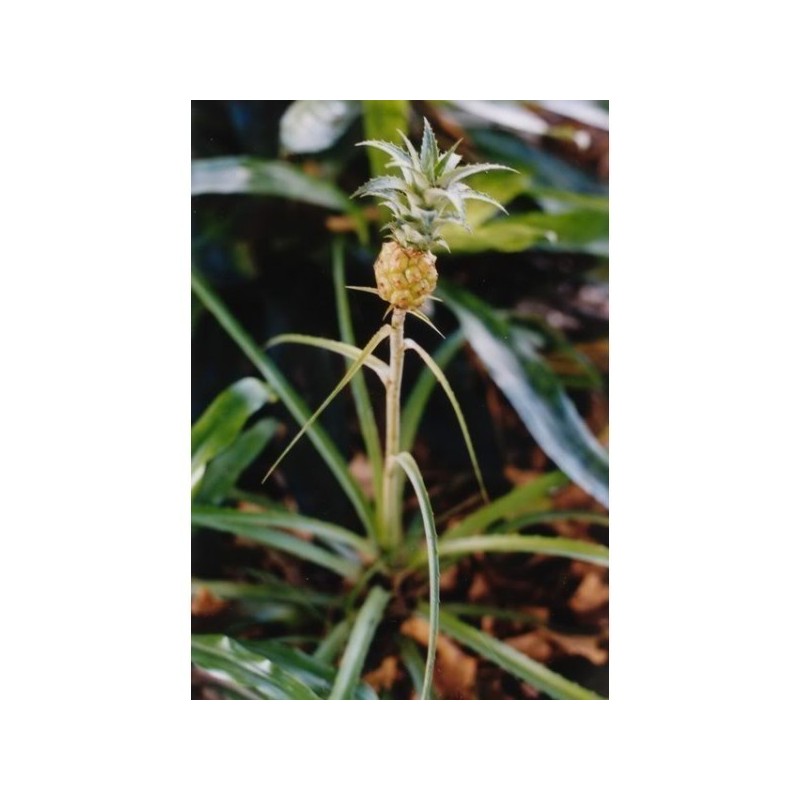 Price: €3 - Semillas Ananas nanus "Piña miniatura" - 