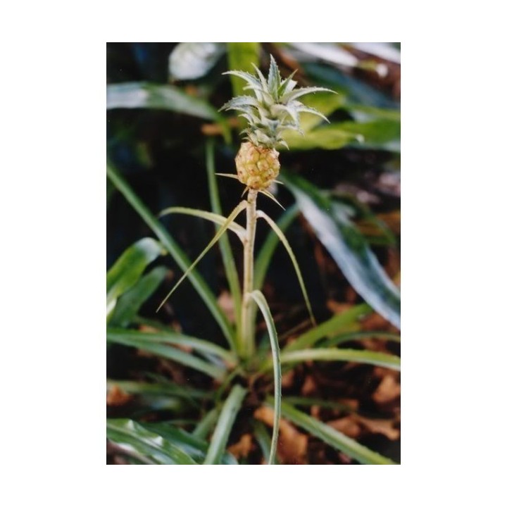 Ananas nanus Miniature Pineapple Seeds - 351.868725