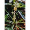 Price: €3 - Baby Ananas - Mini Ananas Seme Egzoticno Voce - 