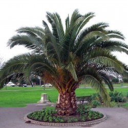 Semințe de palmier curmal...