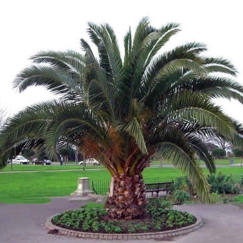 Phoenix canariensis, dattier des Canaries, palmier de Nice
