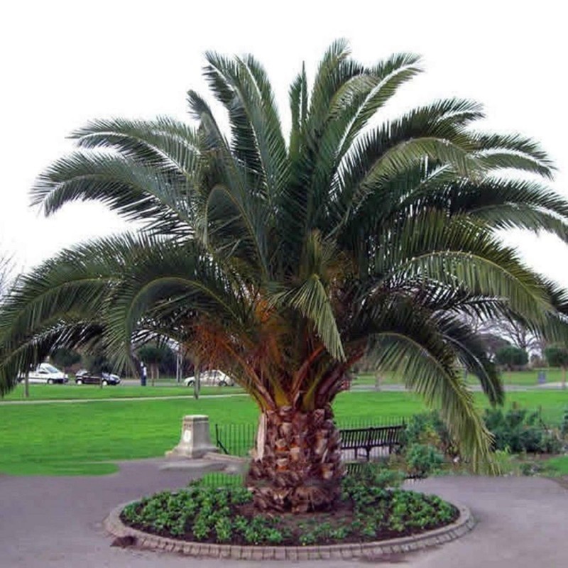 Price: €2.75 - Semillas de Palmera Canaria o Palma Canaria - 