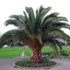 Graines Dattier des Canaries ou Palmier des Canaries
