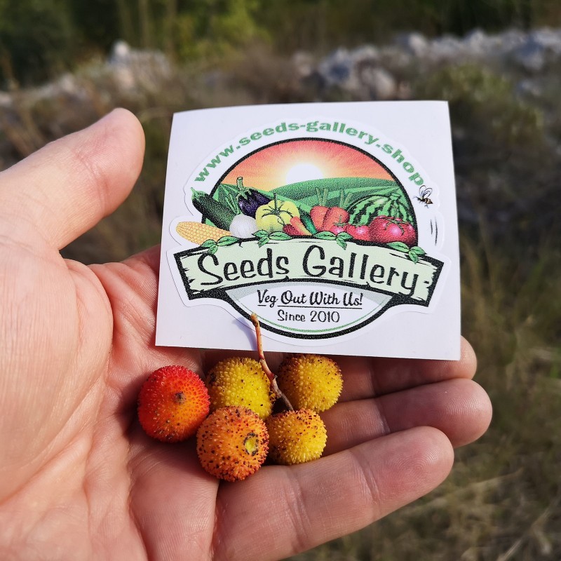 Price: €1.65 - Aardbeiboom Zaden (Arbutus Unedo) - 