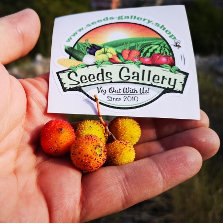 Price: €1.65 - Strawberry Tree Seeds (Arbutus Unedo) -