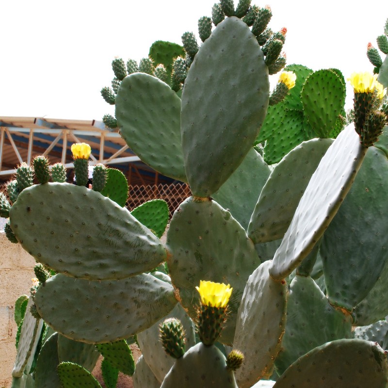 Price: €1.65 - Semillas de Bartolona, Nopal camueso (Opuntia robusta) - 