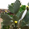 Price: €1.65 - Σπόροι Κάκτοι Opuntia Robusta - 