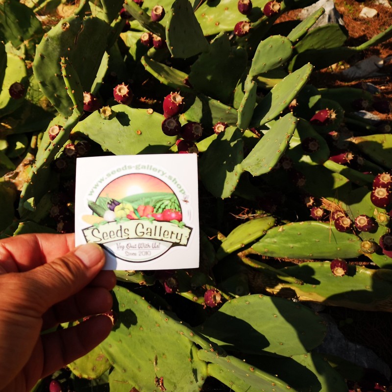 Price: €1.65 - Semillas de Bartolona, Nopal camueso (Opuntia robusta) - 