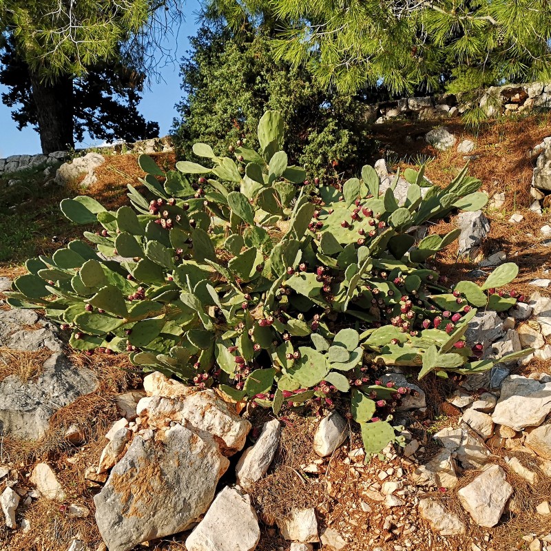 Price: €1.65 - Semillas de Bartolona, Nopal camueso (Opuntia robusta) - 
