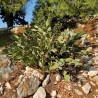 Price: €1.65 - Σπόροι Κάκτοι Opuntia Robusta - 