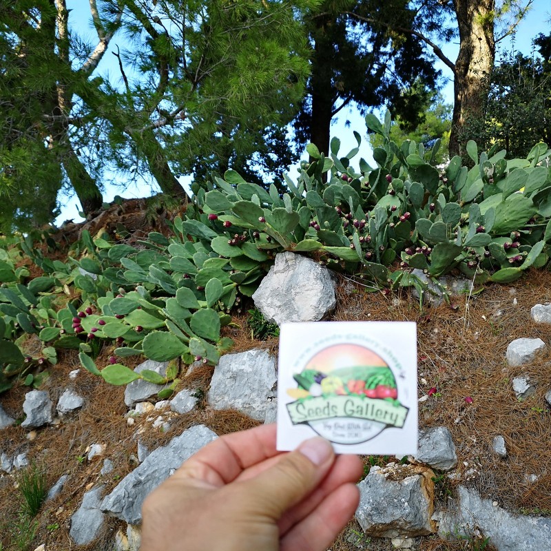Price: €1.65 - Semillas de Bartolona, Nopal camueso (Opuntia robusta) - 