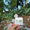Price: €1.65 - Σπόροι Κάκτοι Opuntia Robusta - 