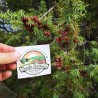 Άρκευθος Μούρο Σπόρος (Juniperus communis) | 1,95 €