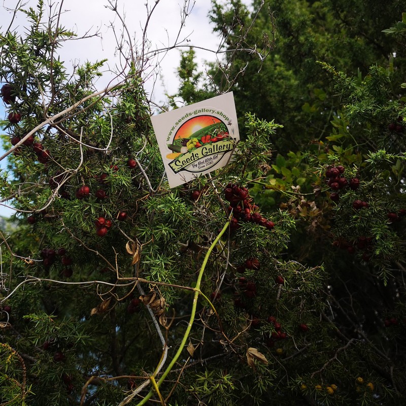 Semi di BACCA DI GINEPRO (Juniperus communis) | 1,95 €