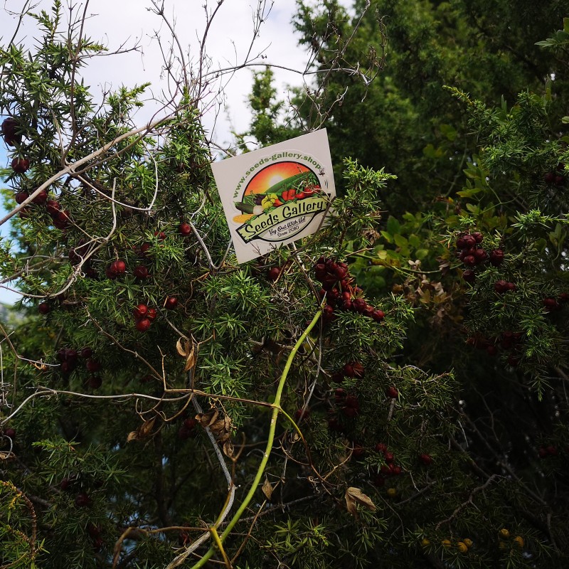 Ganze Wacholderbeeren Höchste Qualität