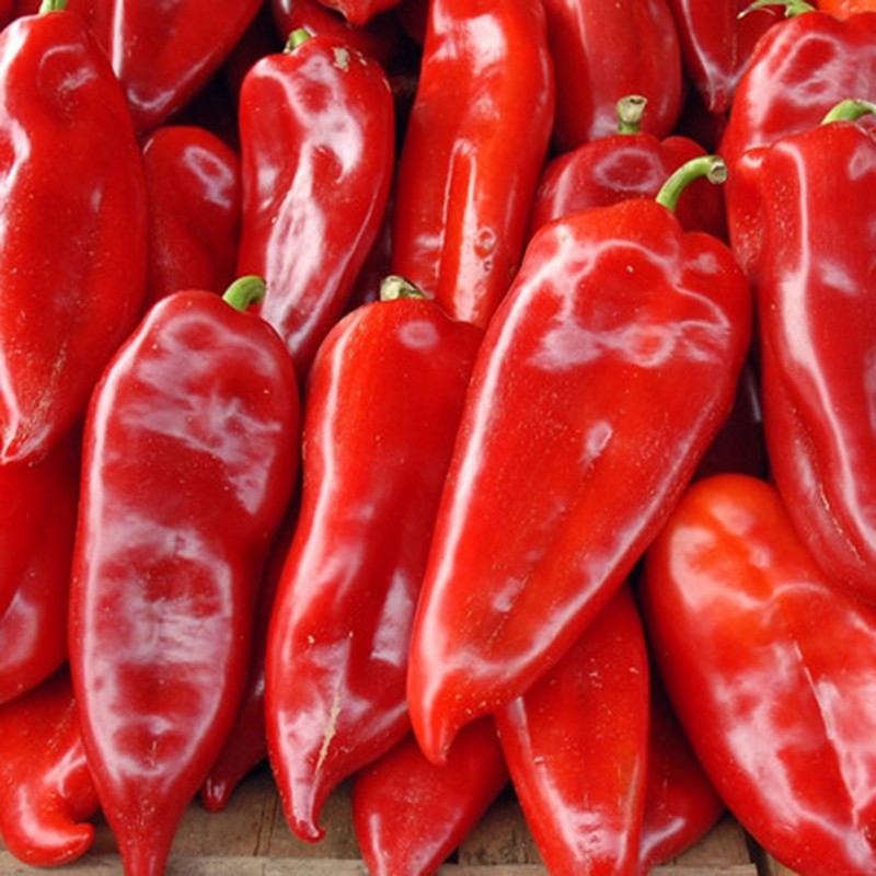 Price: €1.65 - Graines de poivron rouge corne (Crvena Roga) - 