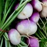Beet Kranjska round seeds