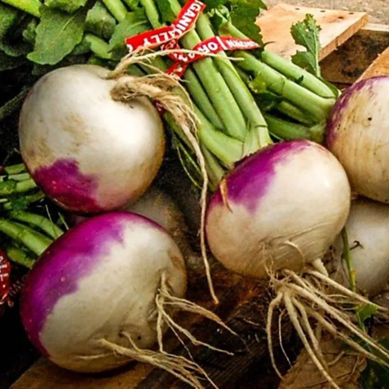 Beet Kranjska round seeds