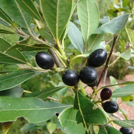 1000 Seeds Bay Laurel, bay tree, true laurel (Laurus nobilis)