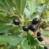 1000 Seeds Bay Laurel, bay tree, true laurel (Laurus nobilis)