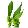 1000 Sementes Loureiro ou Louro (Laurus nobilis)