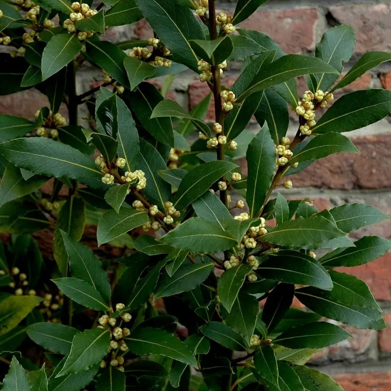 1000 Seeds Bay Laurel, bay tree, true laurel (Laurus nobilis)