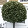 1000 Semillas Laurel o Lauro (Laurus nobilis)