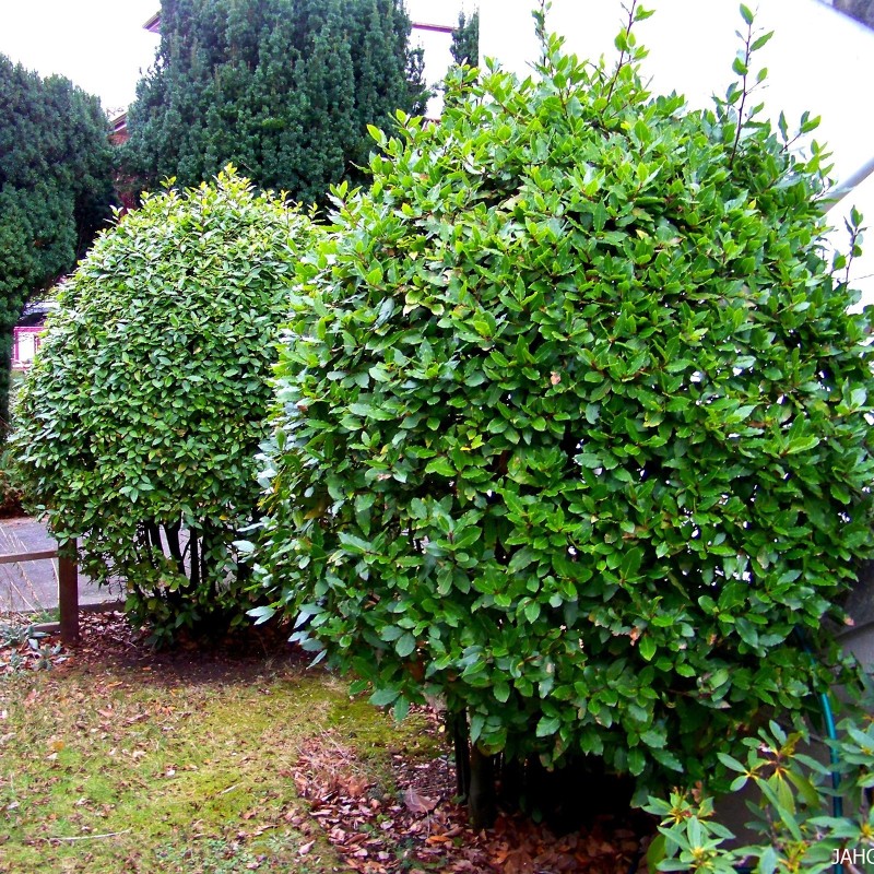 1000 Samen Echter Lorbeer, Gewürzlorbeer (Laurus nobilis)