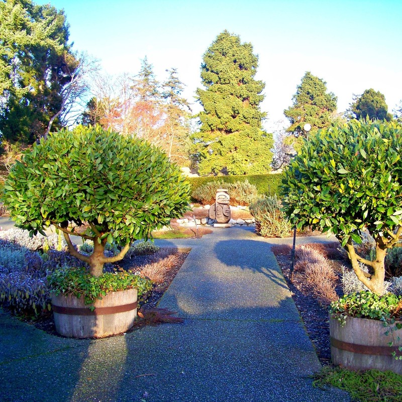 1000 Samen Echter Lorbeer, Gewürzlorbeer (Laurus nobilis)