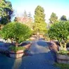 1000 Seeds Bay Laurel, bay tree, true laurel (Laurus nobilis)