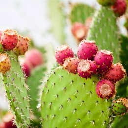 Nasion Wheel Cactus (Opuntia robusta) - 1.8
