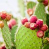 Semi di Opuntia robusta