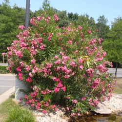 Graines de Laurier-rose...