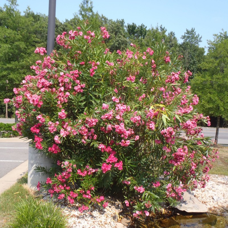 Laurier-rose à fleurs rouges - Nerium oleander