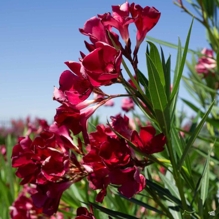 Rose Bay - Rose Laurel Seeds (Nerium oleander) - 1.755