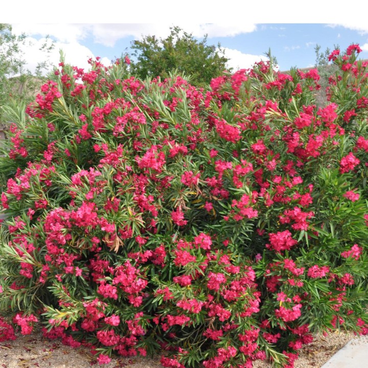 Rose Bay - Rose Laurel Seeds (Nerium oleander) - 1.755