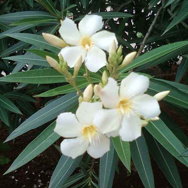 Rose Bay - Rose Laurel Seeds (Nerium oleander) - 1.755