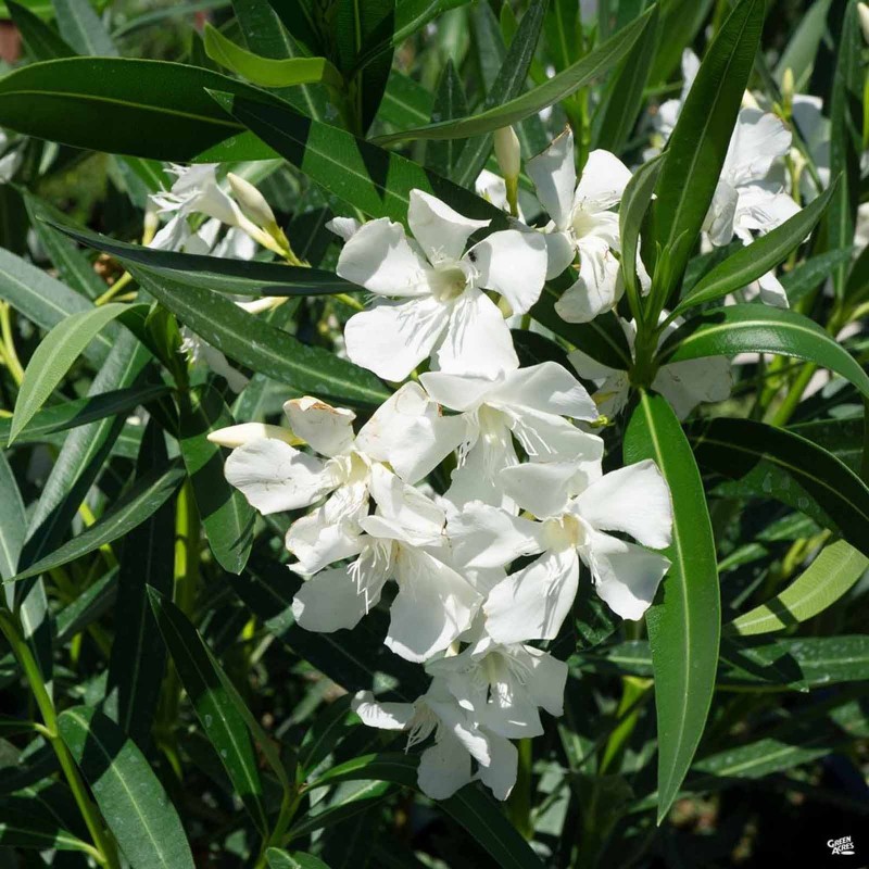 Oleander - Rosenlorbeer Samen (Nerium oleander) | 1,95 €